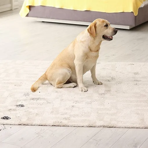 Area rug care | William Ryan Flooring & Supplies